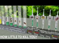 Enlace a Comparando niveles te toxicidad. ¿Cuánto se necesita para morir?