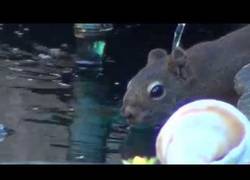 Enlace a Demostrado: El amor es posible entre peces y ardillas