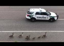 Enlace a Una familia de gansos recibiendo protección oficial