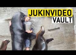 Enlace a Los vídeos más divertidos sobre focas y leones marinos