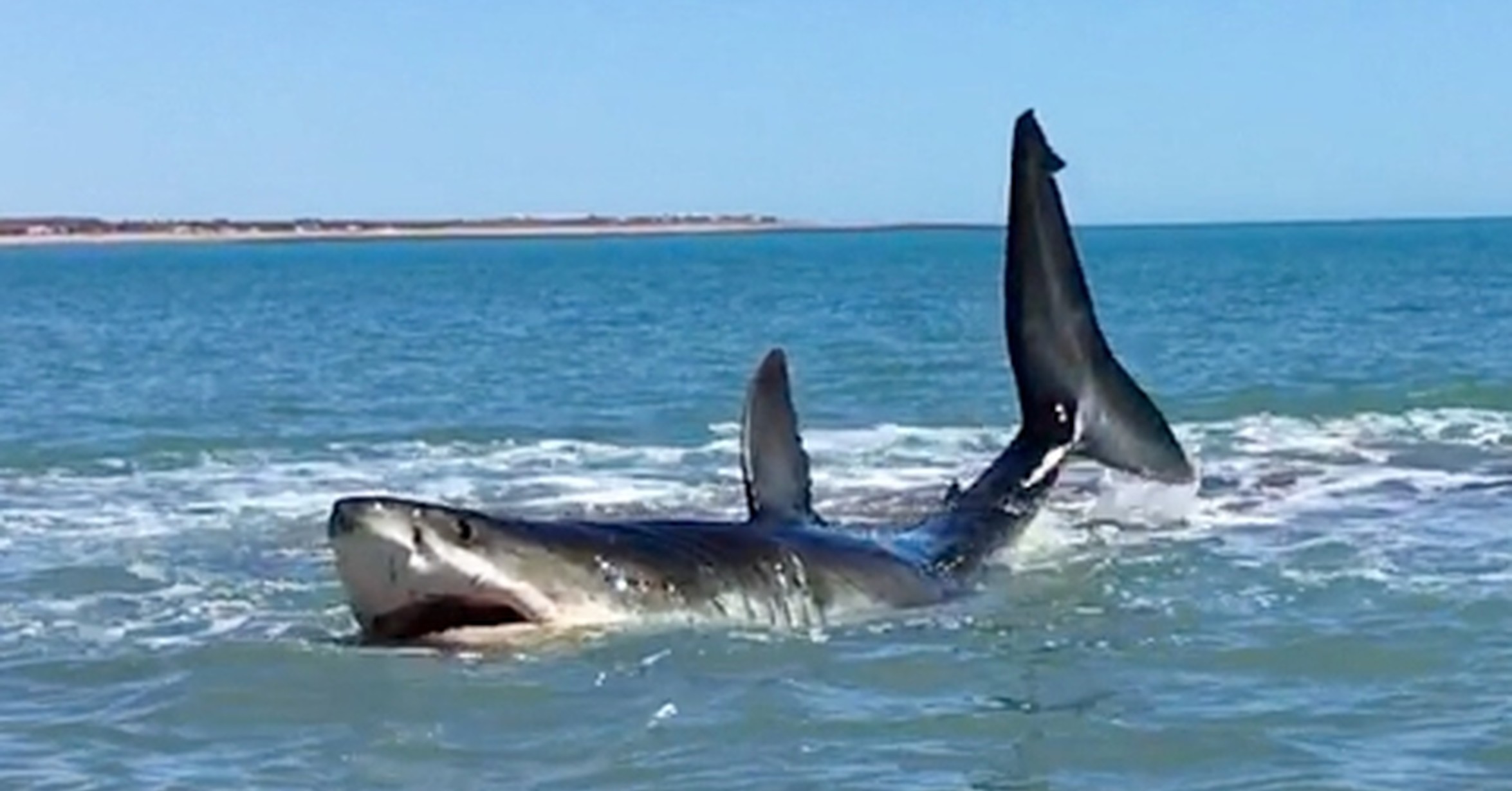 ¡No tengo tele! / El encuentro de un enorme tiburón blanco en la orilla de la playa
