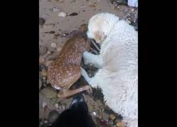 Enlace a El increíble momento en el que un golden retriever salva a un ciervo a punto de ahogarse