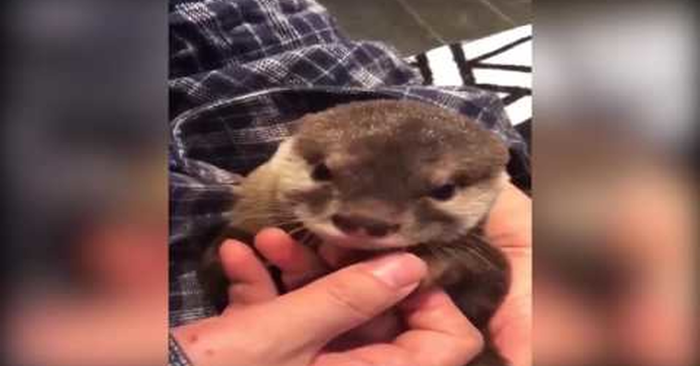 No Tengo Tele Escuchad Los Sonidos Que Hace Esta Nutria Bebe Derrocha Ternura