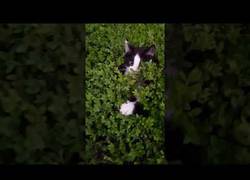 Enlace a Jugando al pilla-pilla con gatos en un arbusto