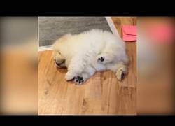 Enlace a Chow lucha por rascarse