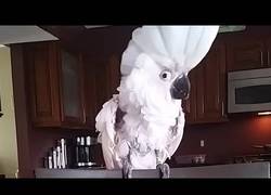 Enlace a El pájaro al que le gusta las canciones de Whitney Houston