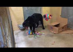 Enlace a La 'diversión' de esta pantera al recibir su piñata por cumplir años