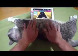 Enlace a Usa a su gato de joystick y él no puede estar más a gusto