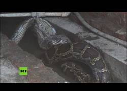 Enlace a El tremendo susto que se llevó esta familia China al encontrarse este invitado en casa