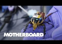 Enlace a En Singapur están desarrollando insectos cyborg