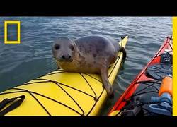 Enlace a Adorable foca se sube en el Kayak
