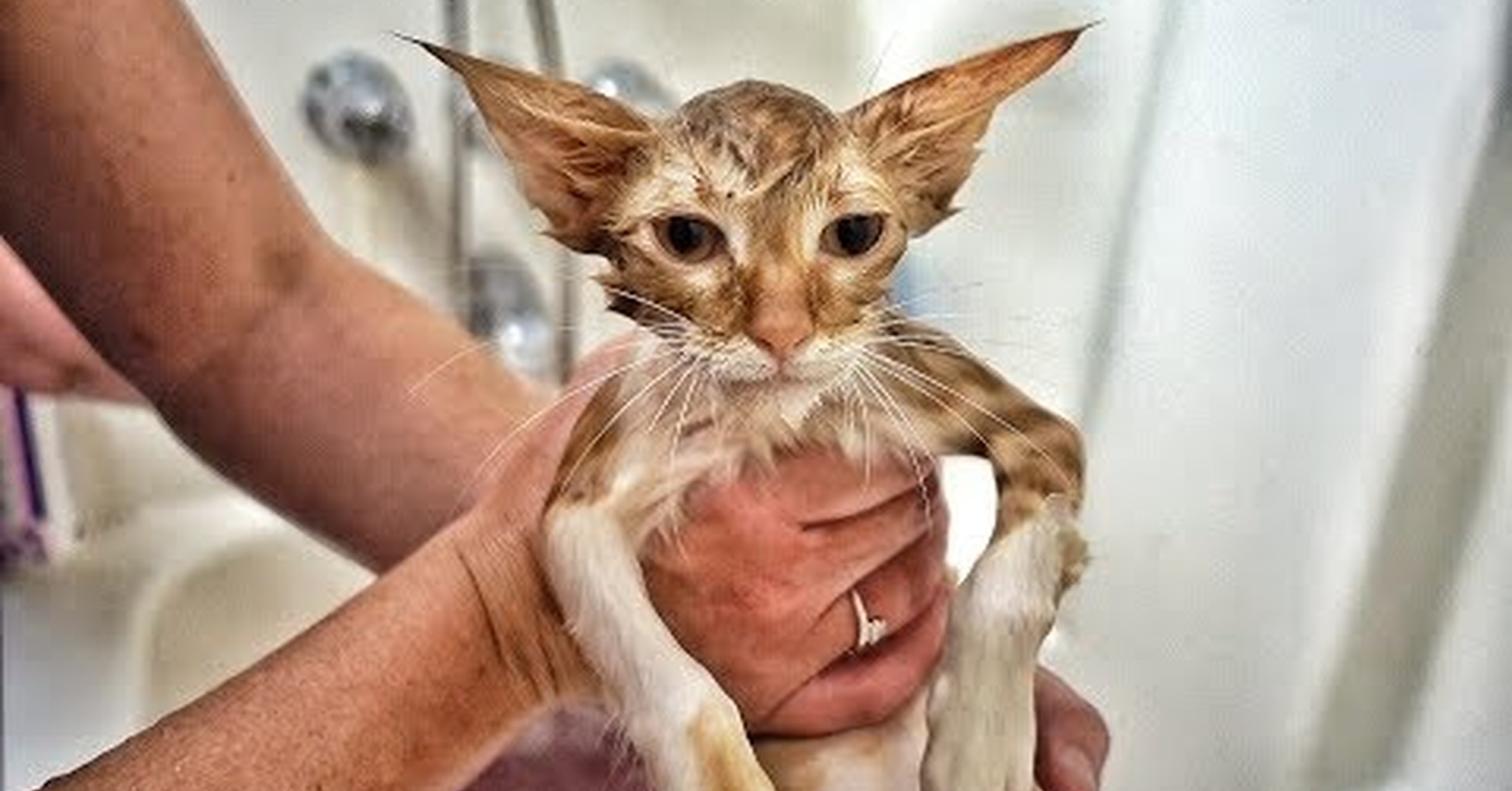 Mi Gatito Se Tambalea Al Caminar