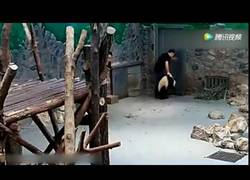 Enlace a El triste vídeo que muestra el maltrato de unos cachorros de panda por sus cuidadores en China