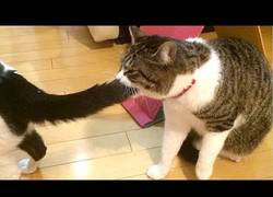 Enlace a No podrás aguantarte la risa con esta compilación de animales