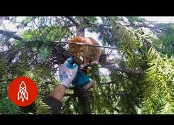 Enlace a Rescatando a varios gatos atascados en árboles muy altos