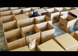 Enlace a Así de fácil es hacer feliz a un gato con 50 cajas de cartón