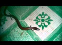Enlace a ¿Una serpiente con cuatro patas o un lagarto demasiado largo?