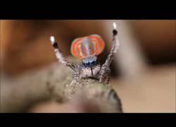 Enlace a Maratus elephans,consideradas de las arañas más bonitas gracias a sus vistosos colores