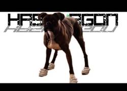 Enlace a Enseñan a este boxer caminar con calzado de humanos y el proceso no es fácil