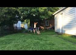 Enlace a No es fácil para un perro atrapar un frisbee