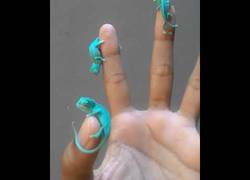 Enlace a Los adorables y pequeñitos bebés de camaleones sobre los dedos de esta persona