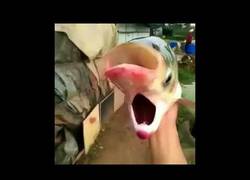 Enlace a Este pez con dos cabezas no tiene pinta de haber tenido una vida demasiado fácil 