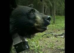 Enlace a Husky siberiano se lleva el susto de su vida cuando este oso empieza a perseguirle y le ataca
