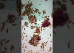 Enlace a Estos bichos se encuentran en las playas de Brighton (UK) y dicen que comen carne humana