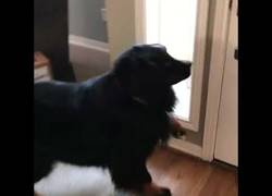 Enlace a Este perro no puede estar más impaciente por volver al cole (de perros)