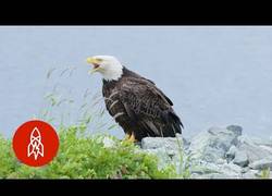 Enlace a Esta ciudad de Alaska está infestada de águilas calvas que atemorizan a la población