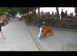 Enlace a Este perro sale a las calles a promocionar el restaurante de su dueño