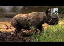 Enlace a La primera vez en el barro de este bebé rinoceronte
