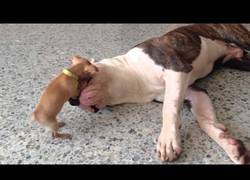 Enlace a Duras imágenes de una pelea entre un bulldog americano y un chihuahua