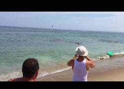 Enlace a El caos llega a las playas de Massachusetts tras el ataque de un tiburón a una foca 