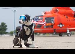 Enlace a Usan a este perro en un aeródromo para evitar la presencia de aves
