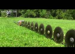 Enlace a Observa la increíble podadora que se maneja desde un helicóptero