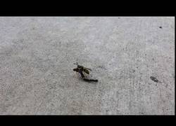 Enlace a Pillan a esta avispa usando un vehículo motorizado para volar