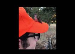 Enlace a Este pajarito está bien confundido con los agujeros de la gorra