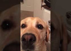 Enlace a Este perro hace los coros a su dueño cantando la mítica canción de Whitney Houston