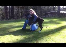 Enlace a Los pasos que debes seguir si a tu perro se le para el corazón