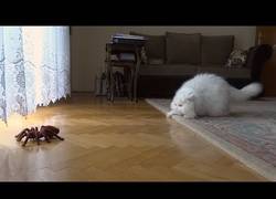 Enlace a La genial reacción de este gato ante una araña-robot