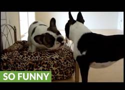 Enlace a Estos perretes hermosísimos se pelean por ocupar el sofa