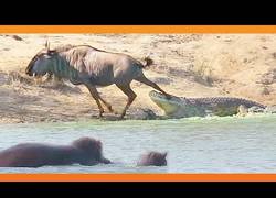 Enlace a Dos hipopótamos salvan a un ñu de la boca de un feroz cocodrilo