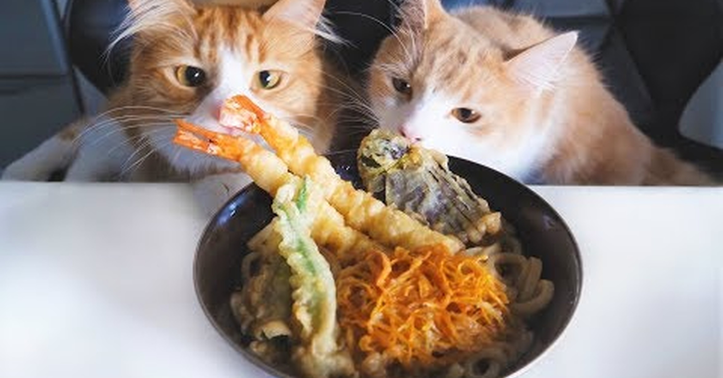 3 кота готовим. Котик с едой. Кот и макароны. Кошка кушает. Котик с макаронами.