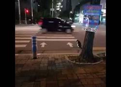 Enlace a Este gato espera pacientemente su turno en el paso de cebra para pasar con seguridad