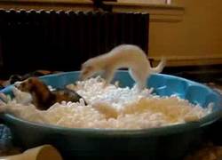 Enlace a Hurones jugando con una piscina de material de empaquetar