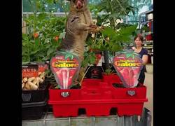 Enlace a Este adorable animal se acercó hasta una ferretería para comer de las plantas que venden