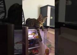 Enlace a A este gato le gusta sentir el fresquito de la nevera