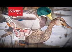 Enlace a Así funciona la reproducción entre patos
