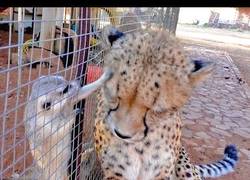Enlace a Este pequeño animalito se juega la vida jugando con el guepardo